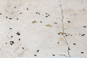 close up of mice droppings