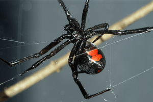 black widow spider on spiderweb