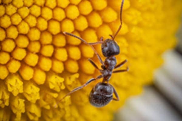 Black ant resting on yellow flower