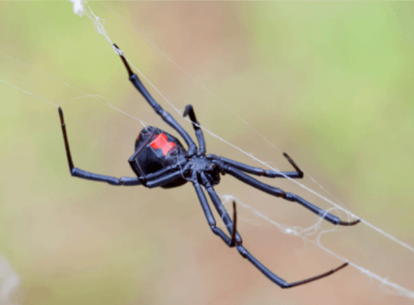 black widow spider, spider identification, venomous spider removal, pest control, arachnid extermination, home pest prevention, spider bite treatment